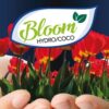 Dutchpro Hydro/coco Bloom